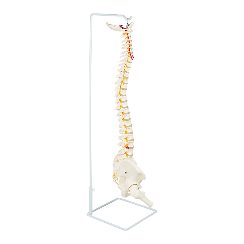 Life Size Flexible Spine Pelvis & Femur Model – Anatomical Skeleton Display