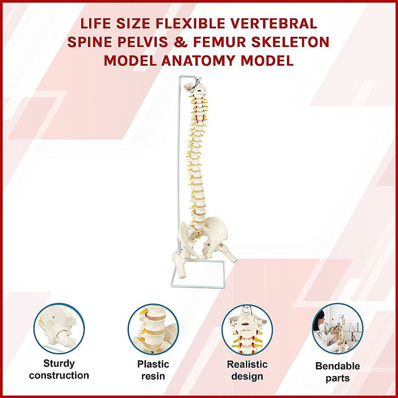 Life Size Flexible Spine Pelvis & Femur Model – Anatomical Skeleton Display